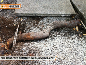 Tree-Root-Removal_Vancouver_01